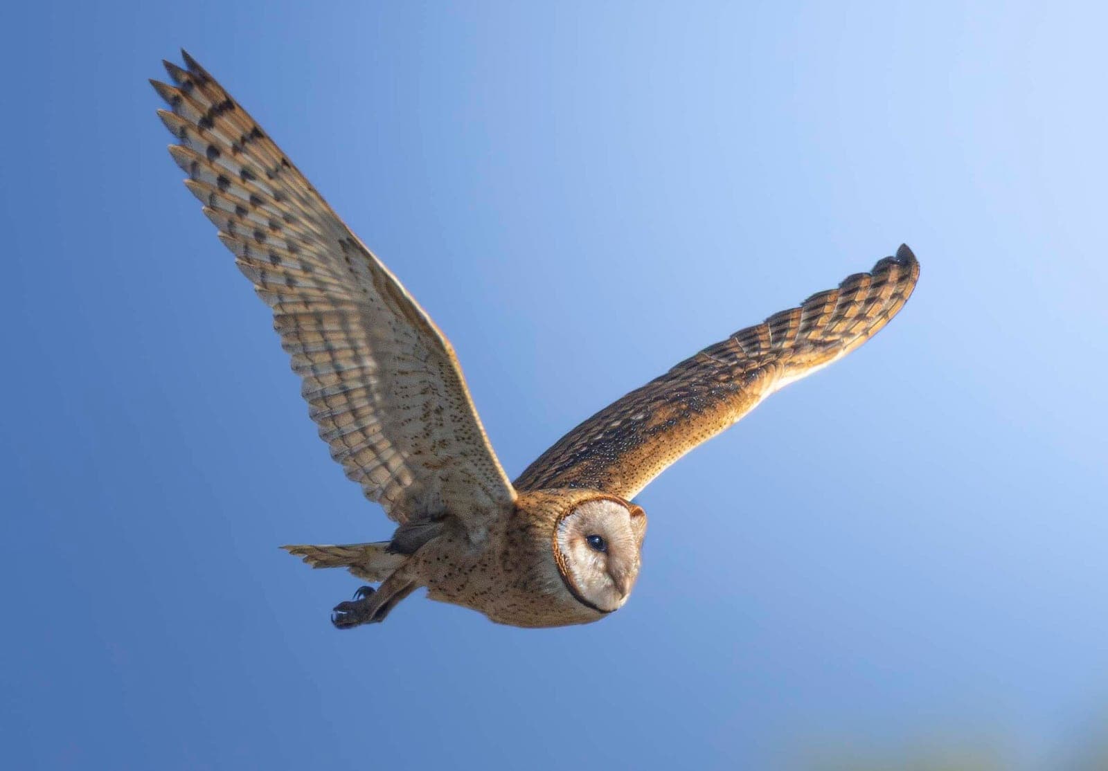 Barn Owl