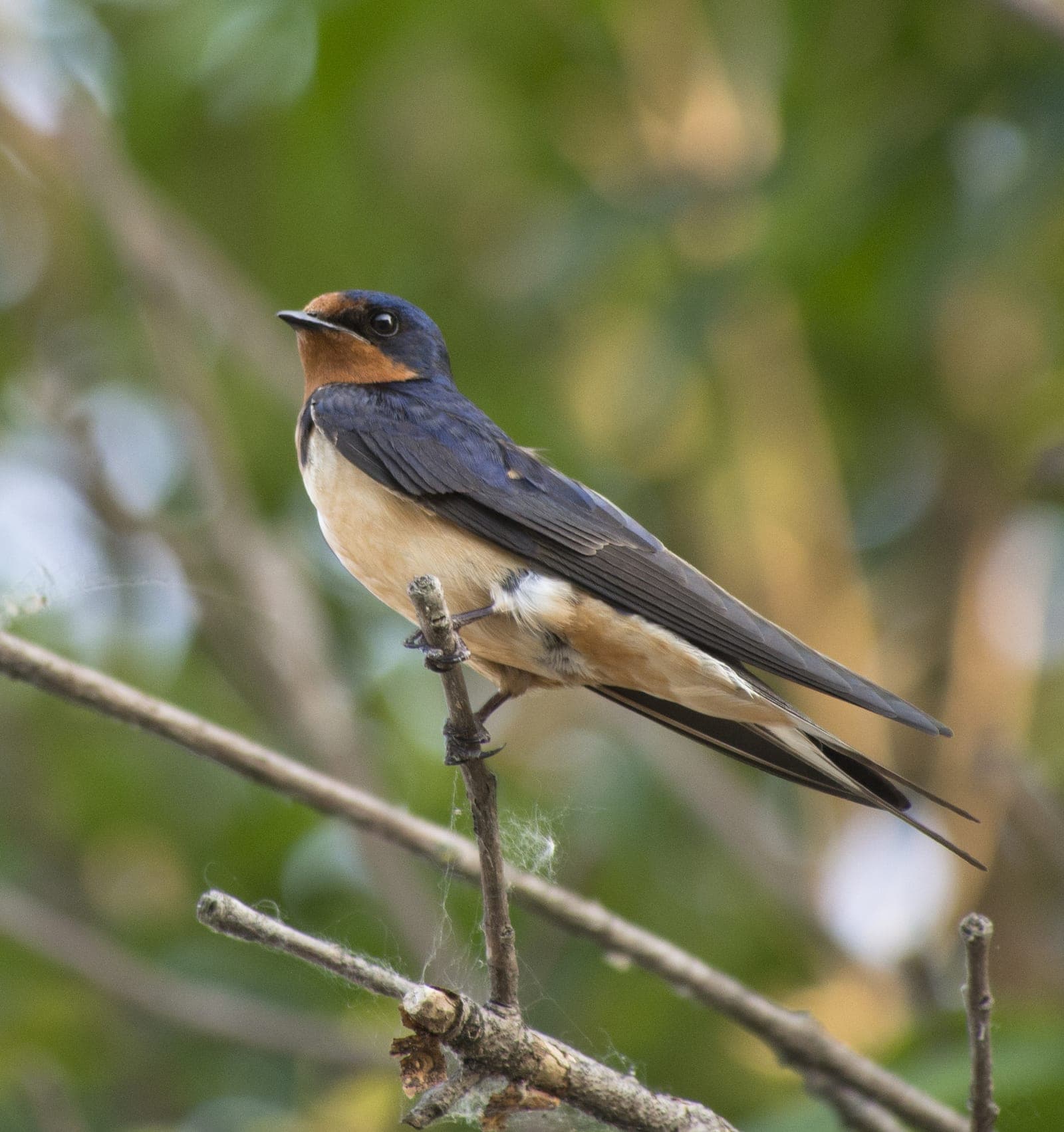 Barn Swallow (Hirundo rustica)