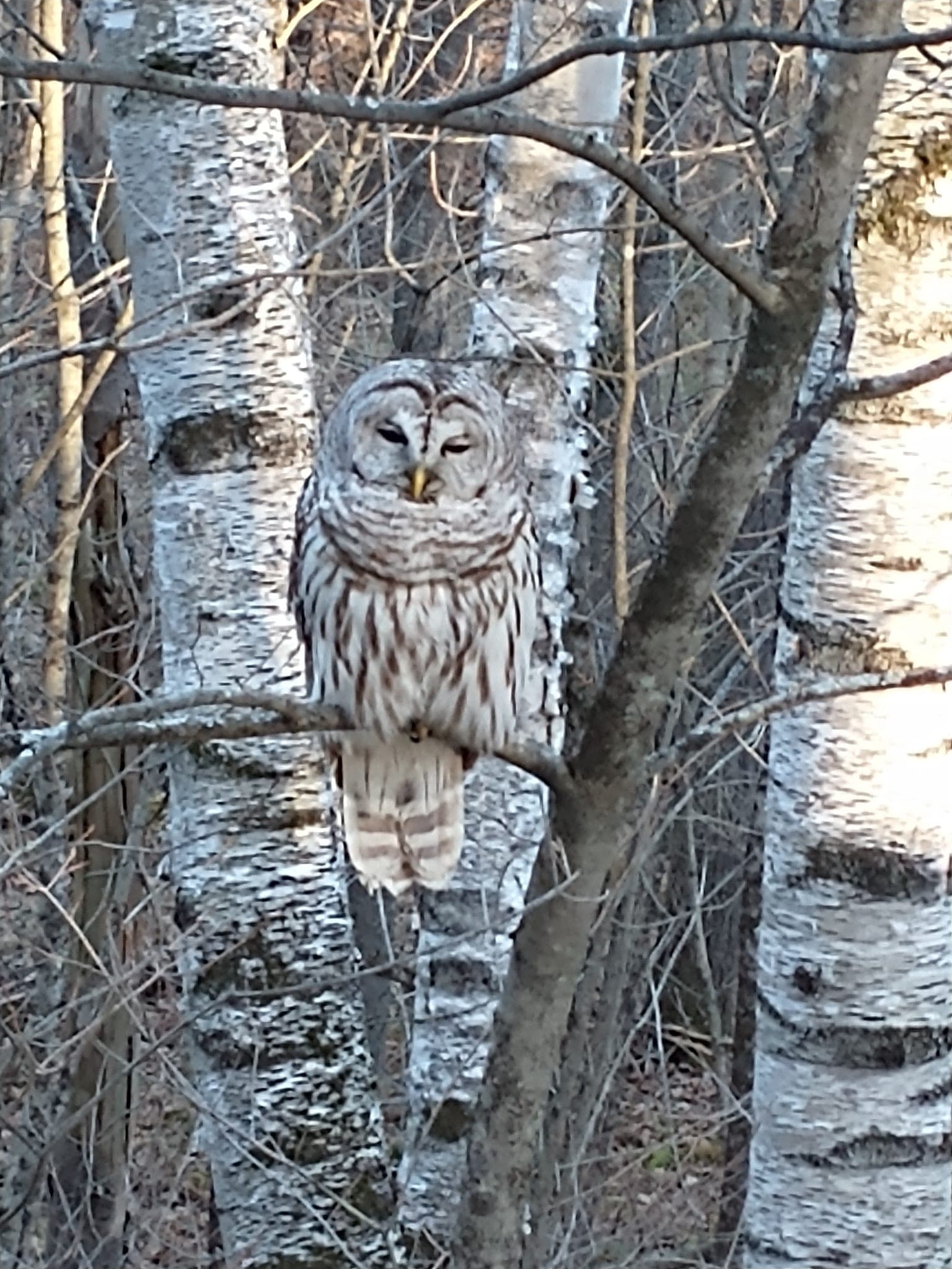 Barred Owl