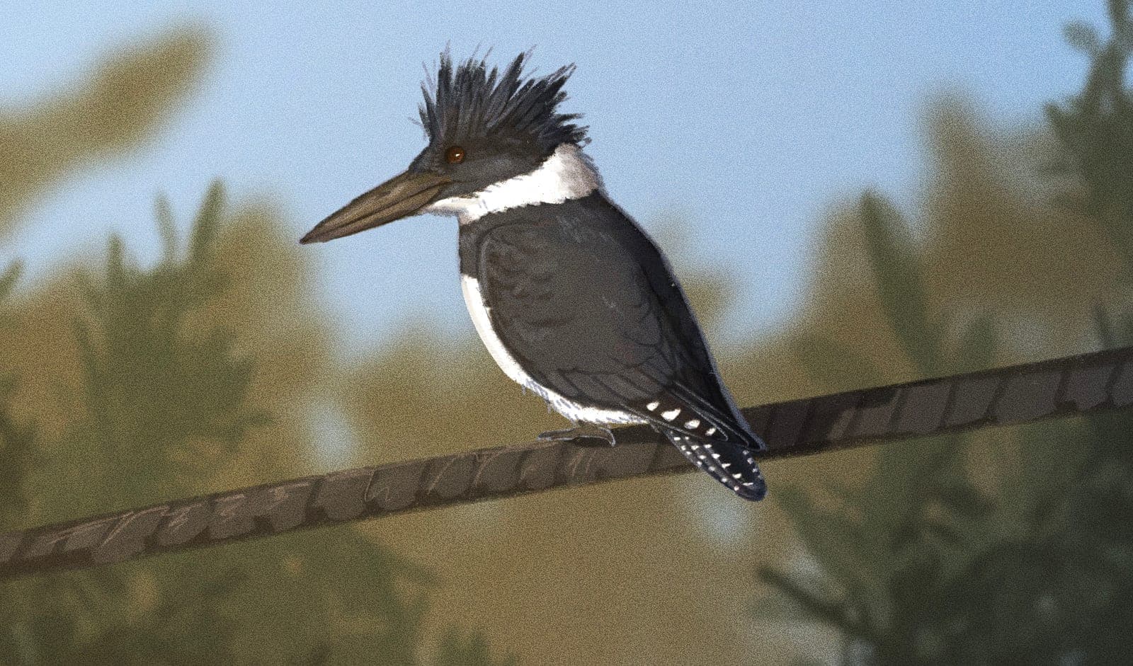 Belted Kingfisher