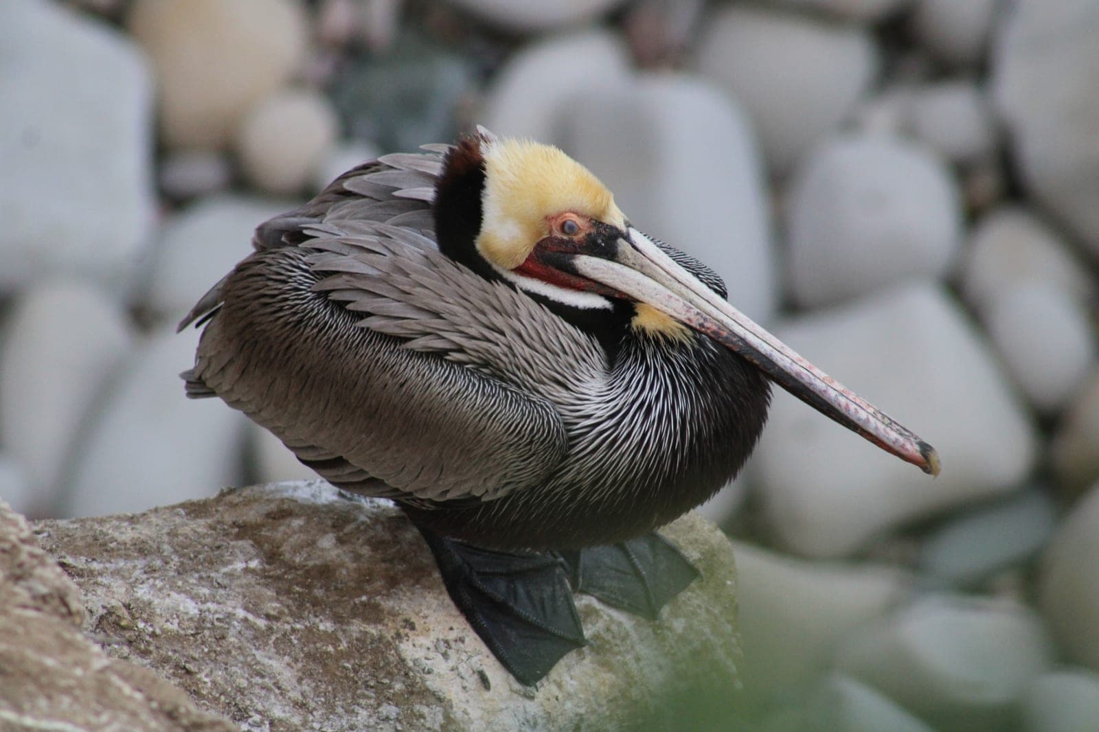 Brown Pelican