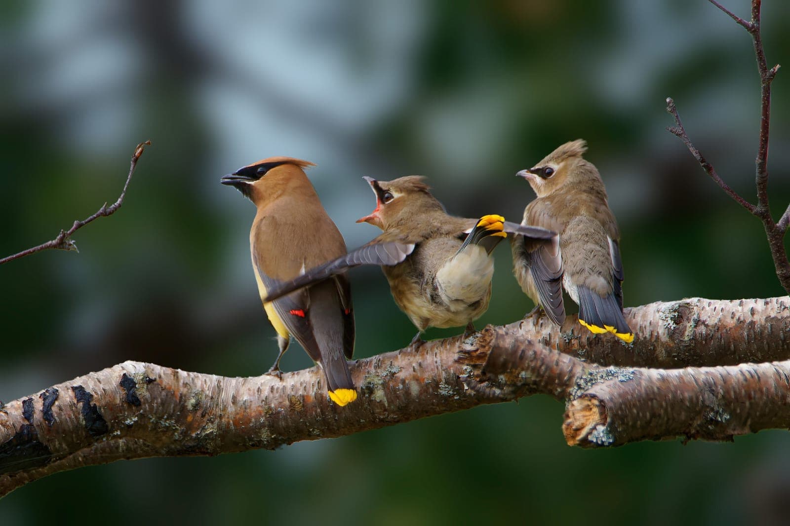 Cedar Waxwing