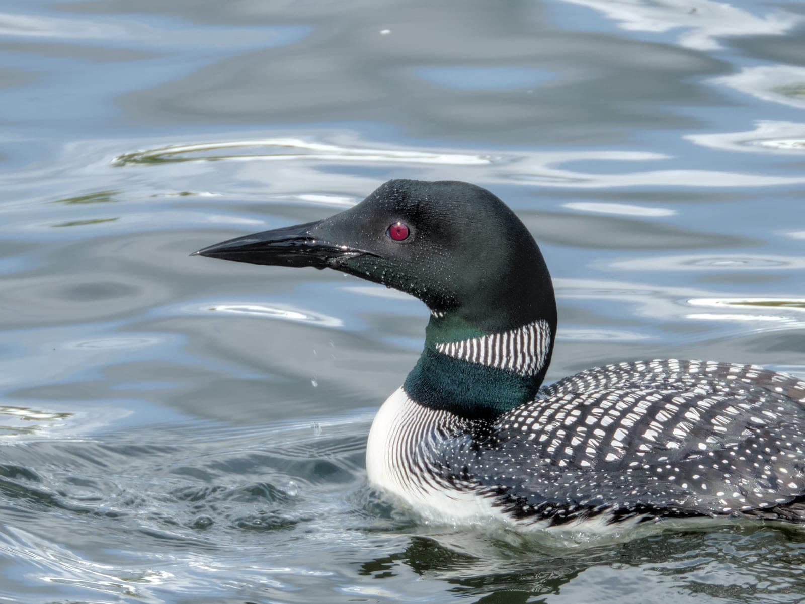 Common Loon (Gavia immer)