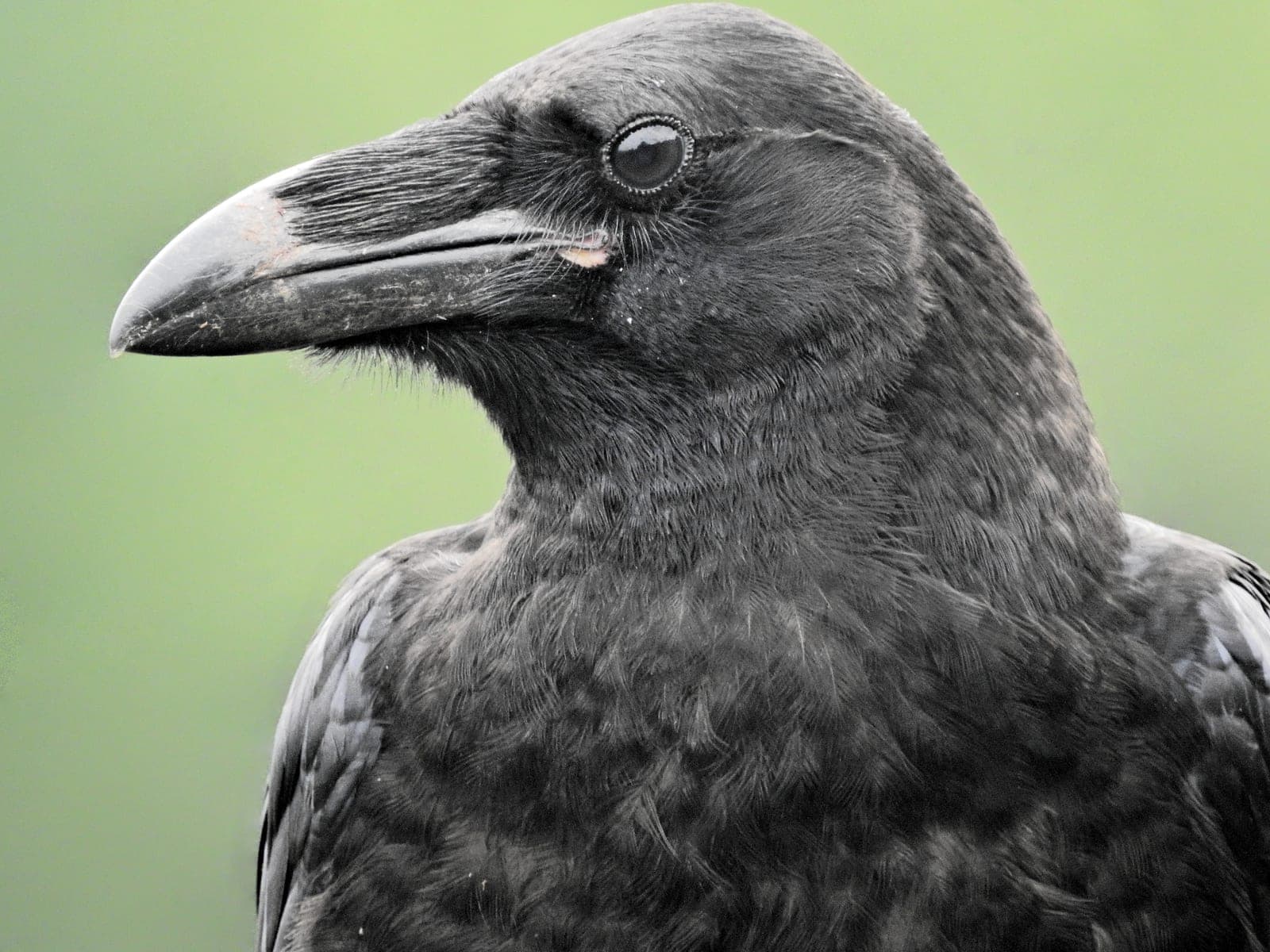 Common Raven