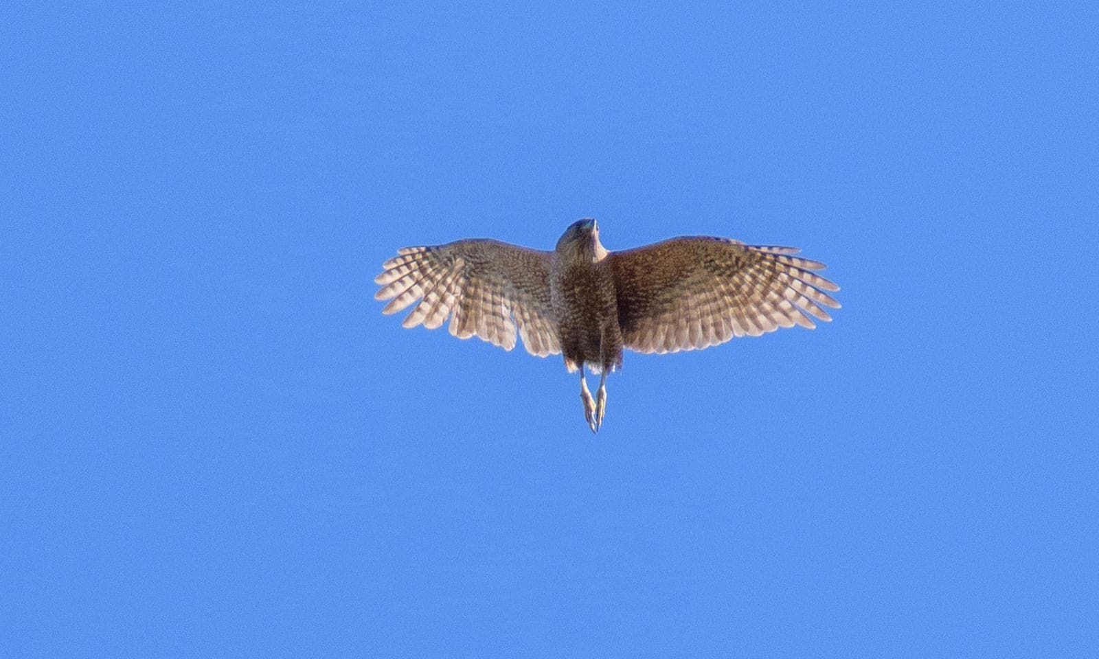 Cooper's Hawk
