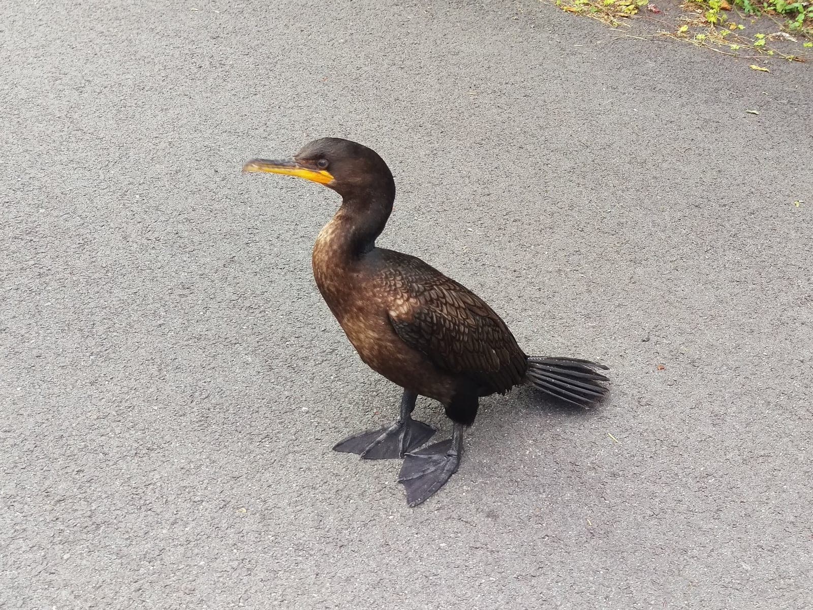 Double-crested Cormorant
