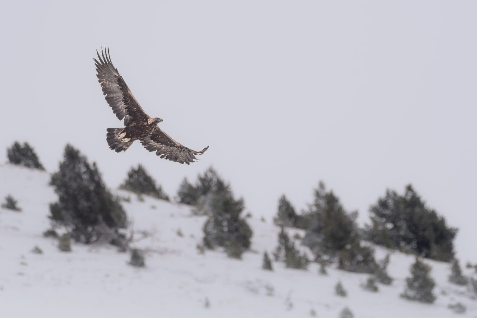 Golden Eagle