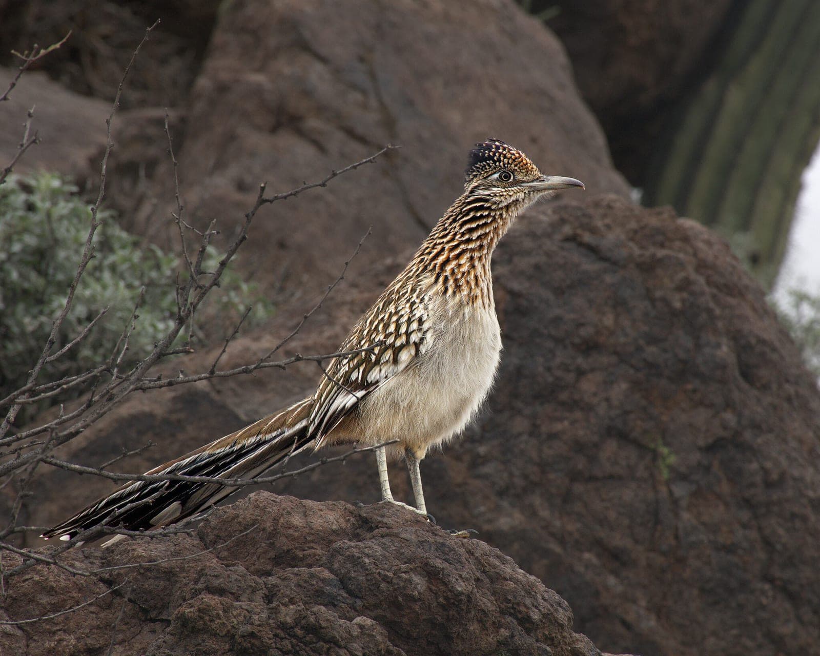 Greater Roadrunner