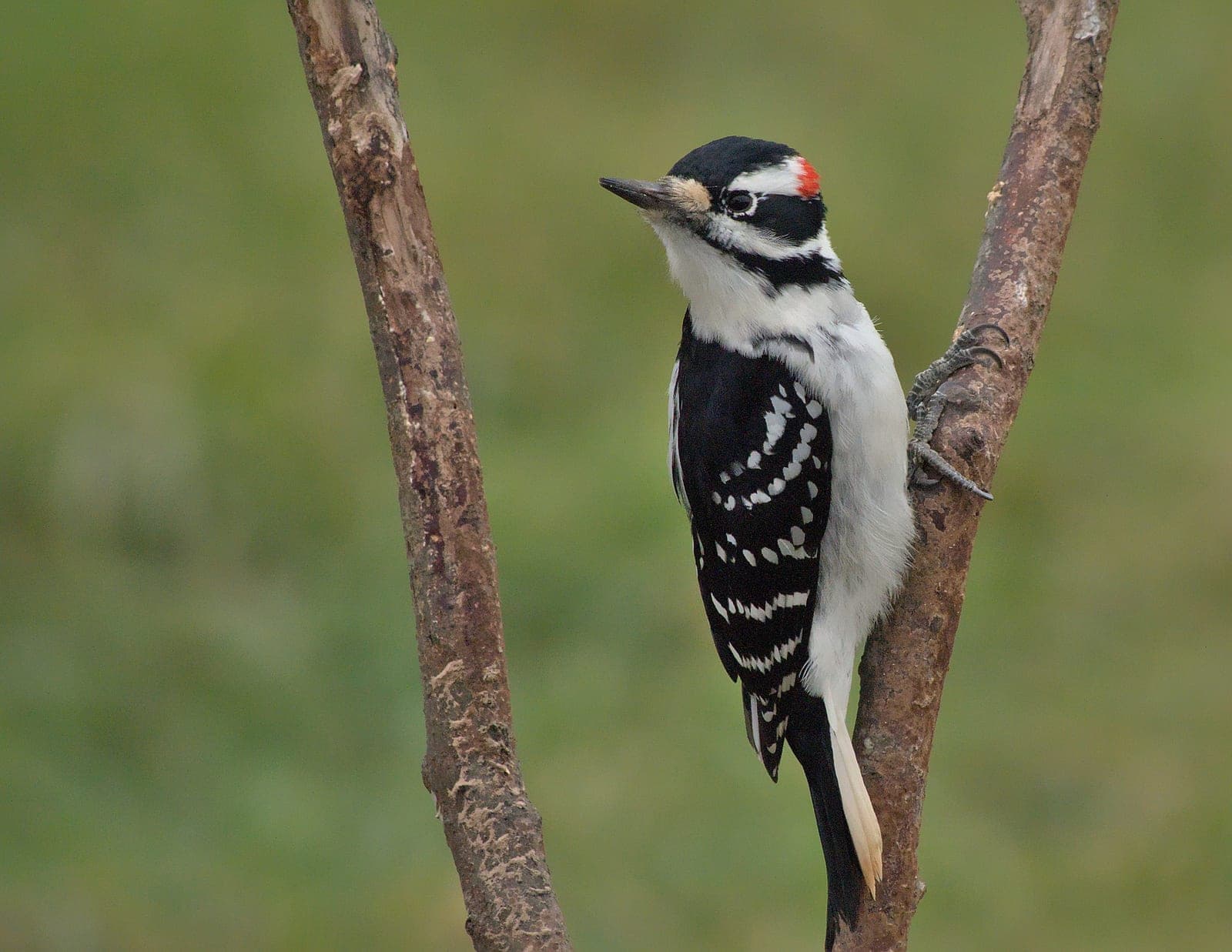Hairy Woodpecker