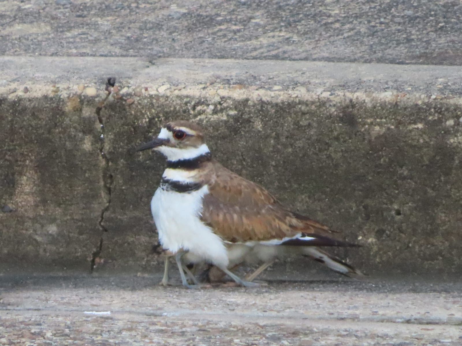 Killdeer (Charadrius vociferus)
