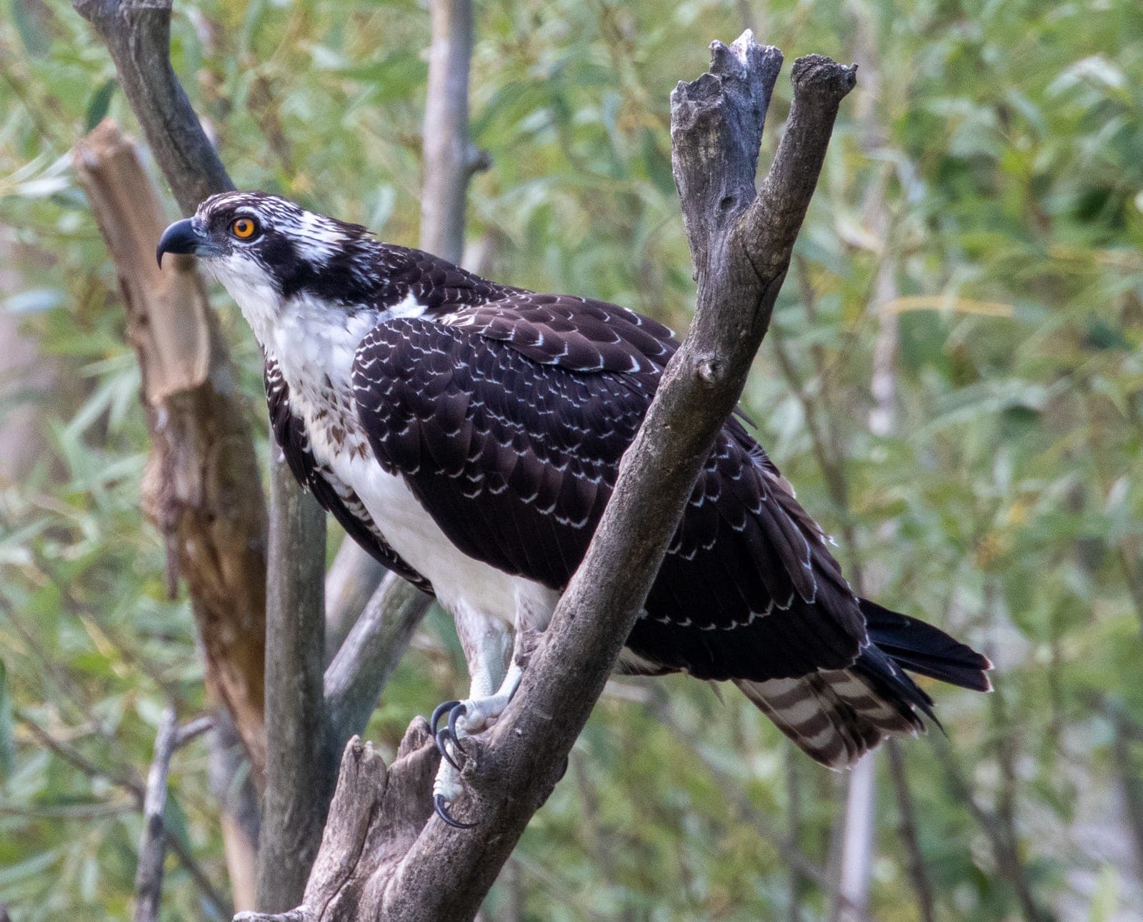 Osprey