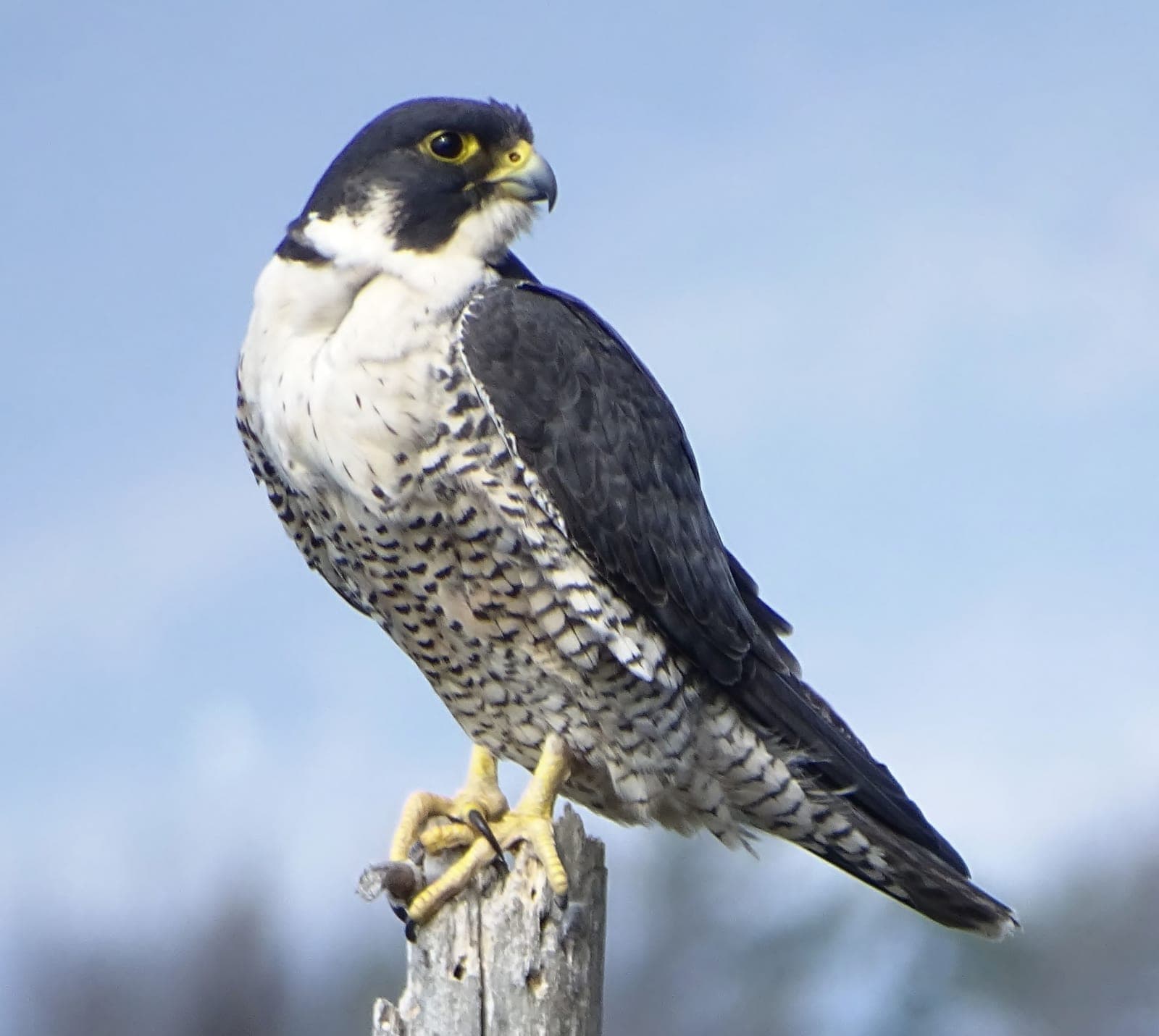 Peregrine Falcon