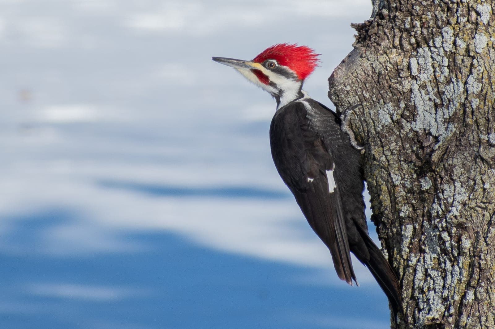 Pileated Woodpecker