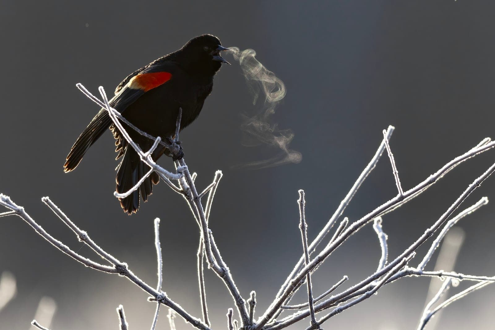 Red-winged Blackbird