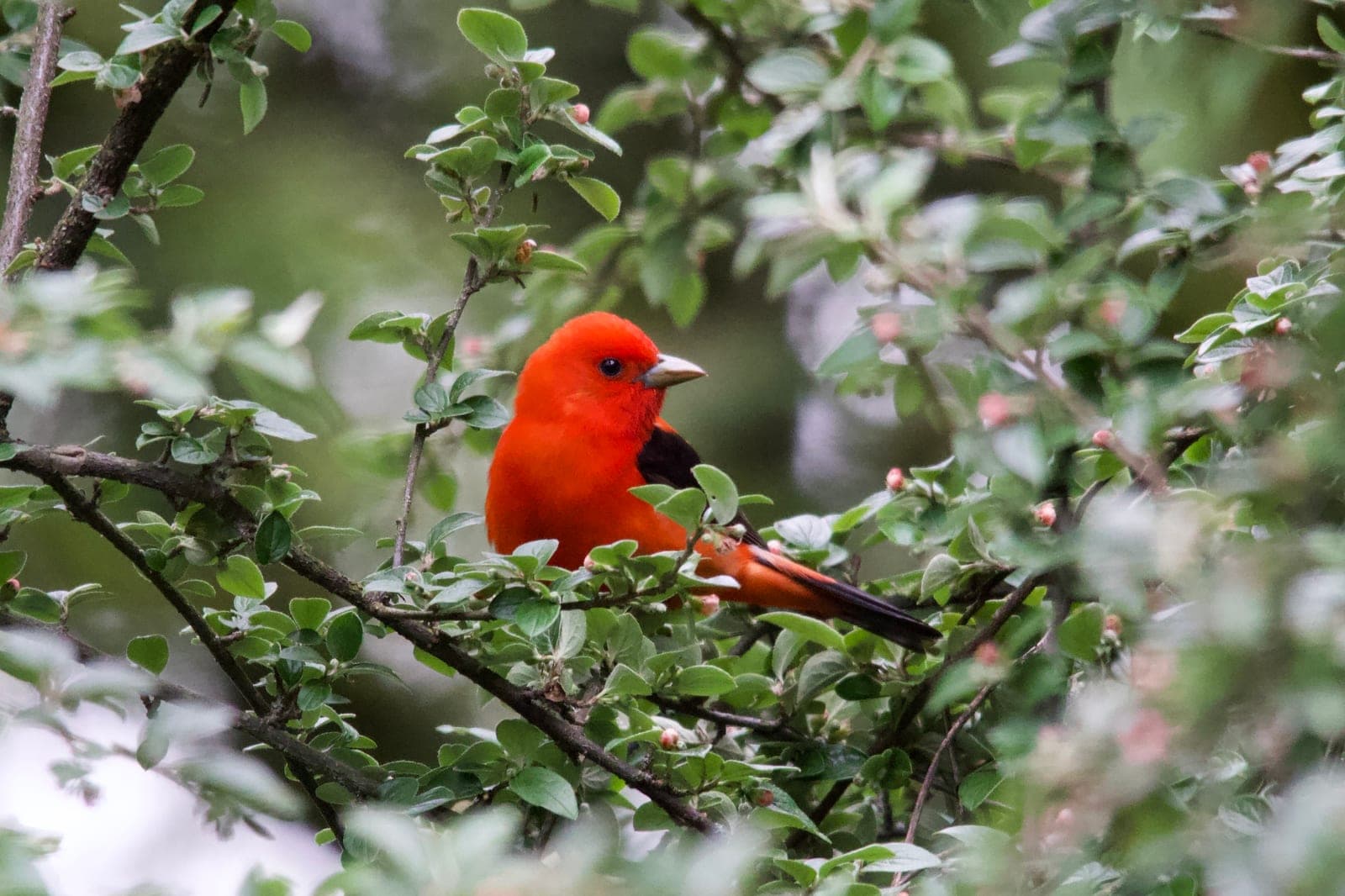 Scarlet Tanager