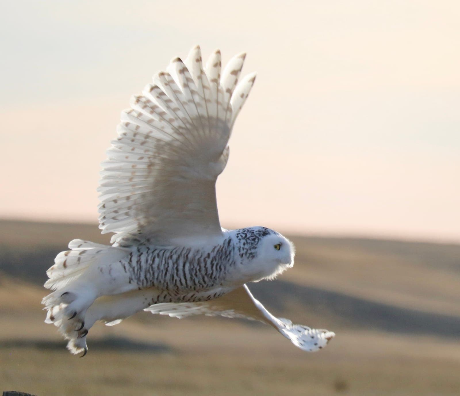 Snowy Owl