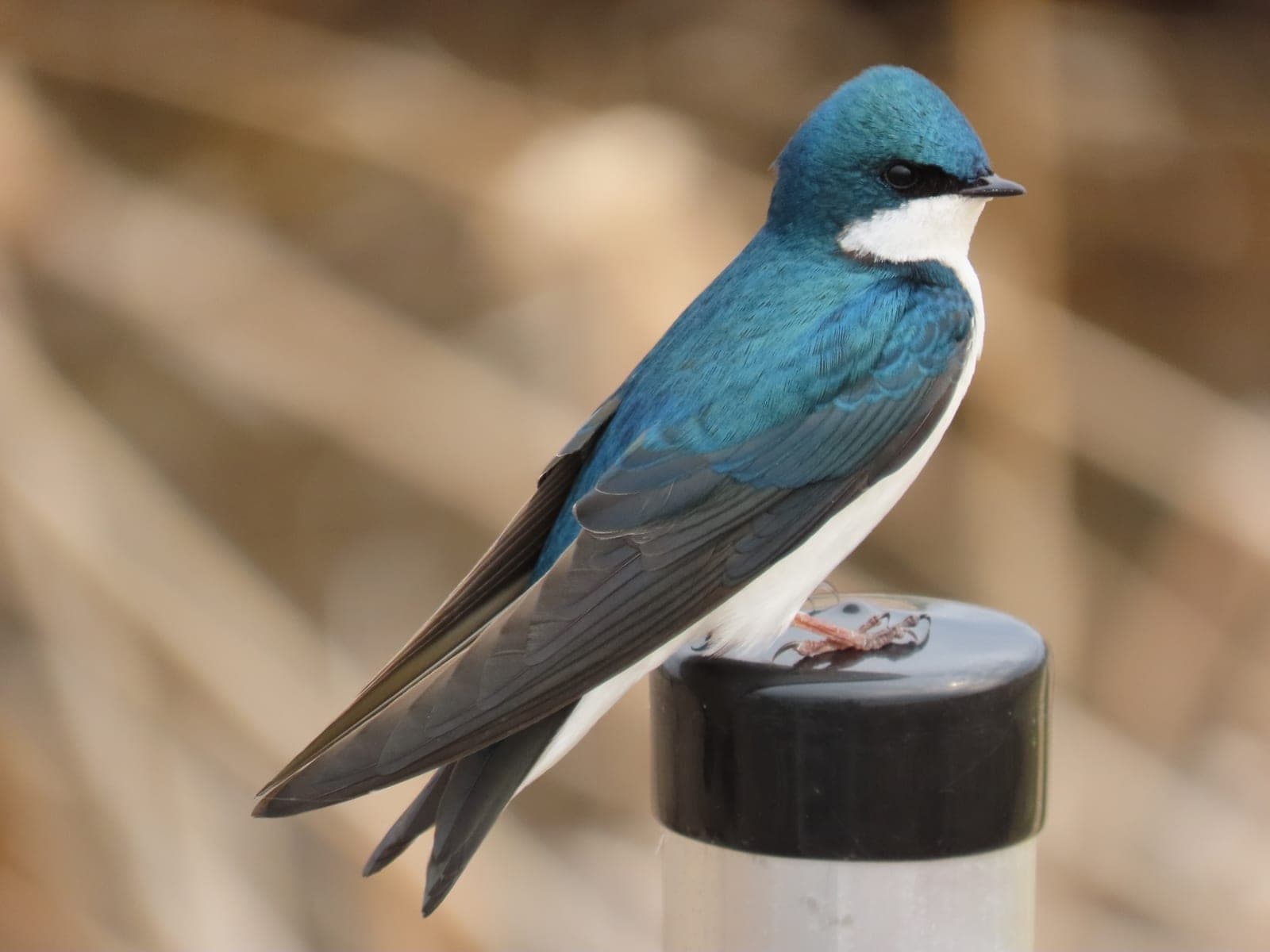 Tree Swallow (Tachycineta bicolor)