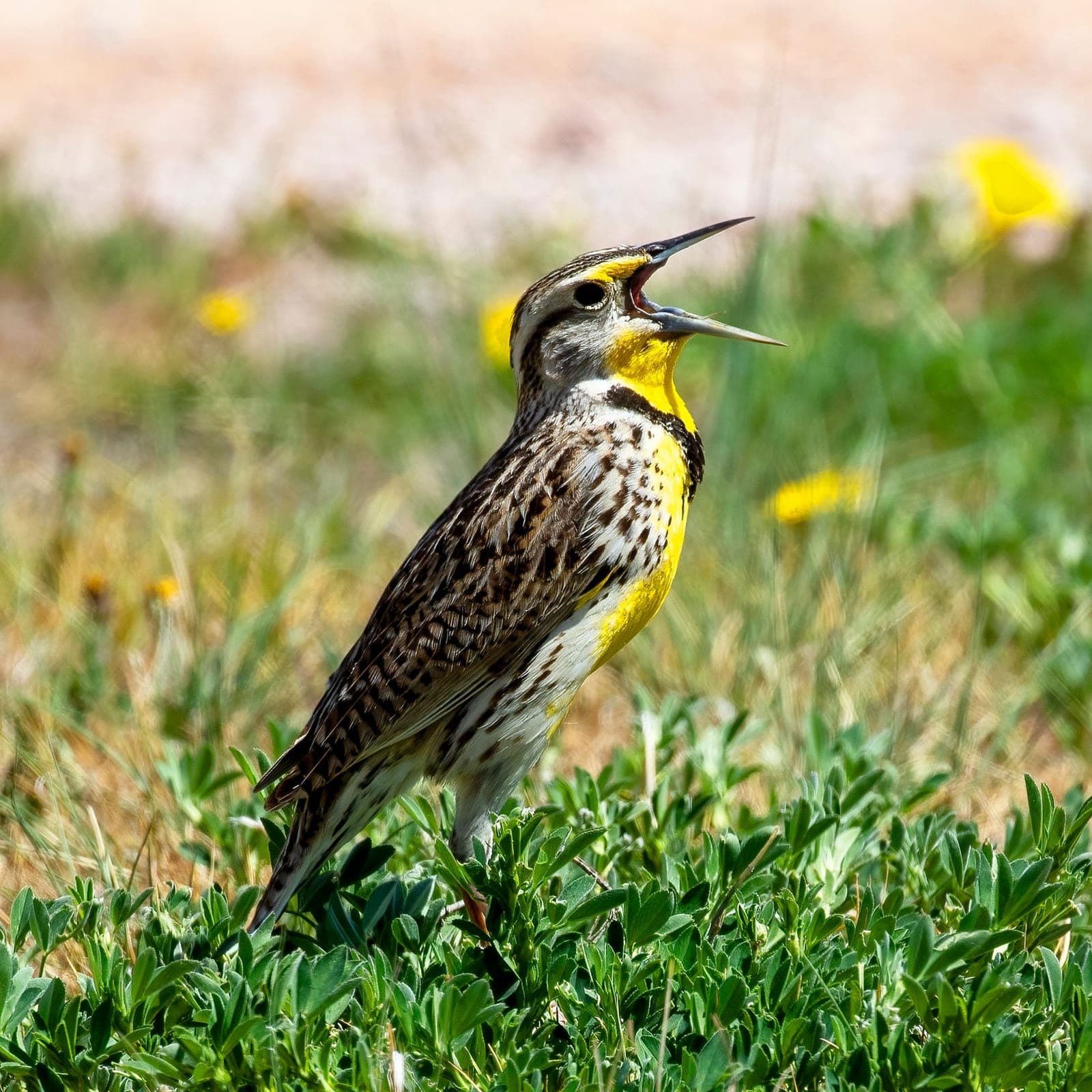 Western Meadowlark