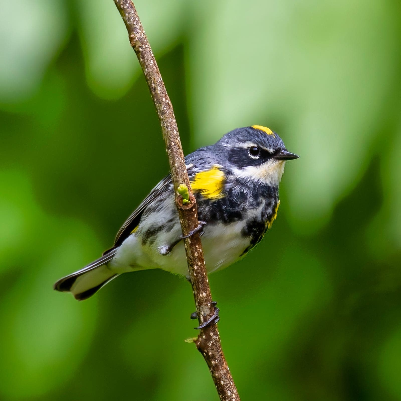 Yellow-rumped Warbler