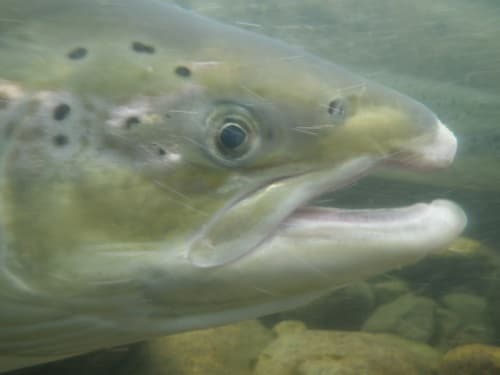 Atlantic Salmon (Salmo salar)