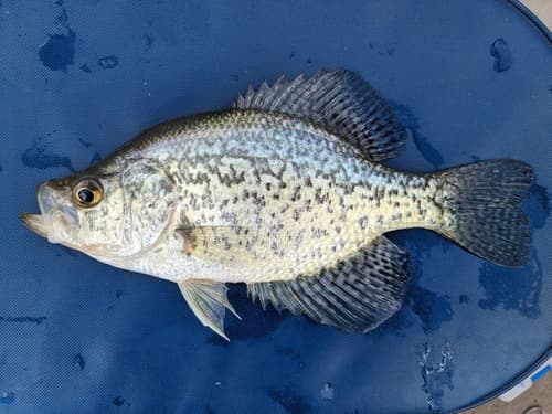 Black Crappie