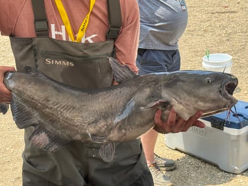 Blue Catfish