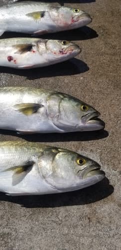Bluefish