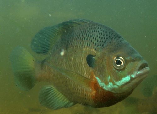 Bluegill (Lepomis macrochirus)