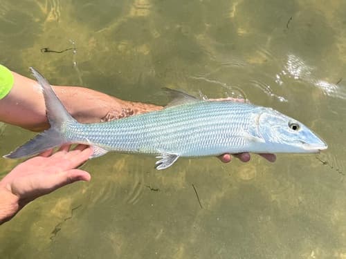 Bonefish