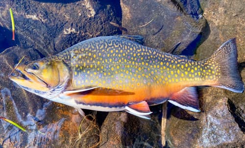 Brook Trout