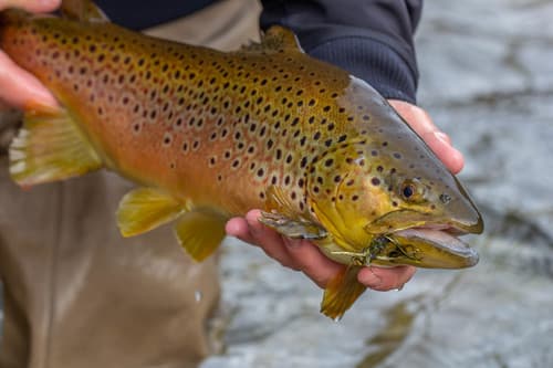 Brown Trout (Salmo trutta)
