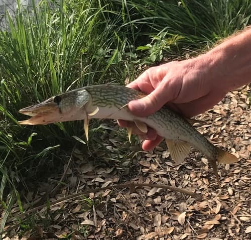 Chain Pickerel