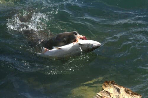Chinook Salmon