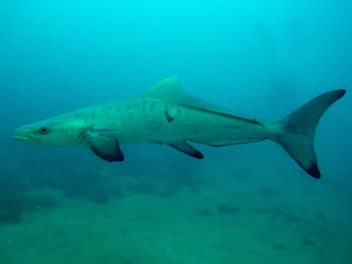 Cobia (Rachycentron canadum)
