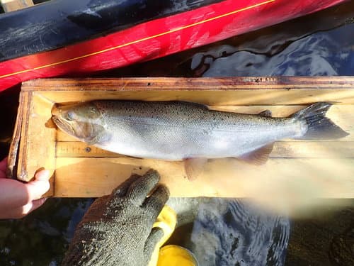 Coho Salmon