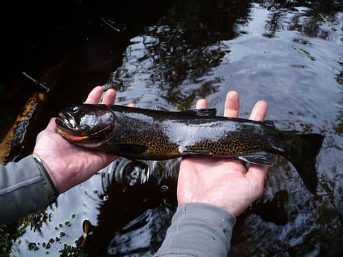 Cutthroat Trout