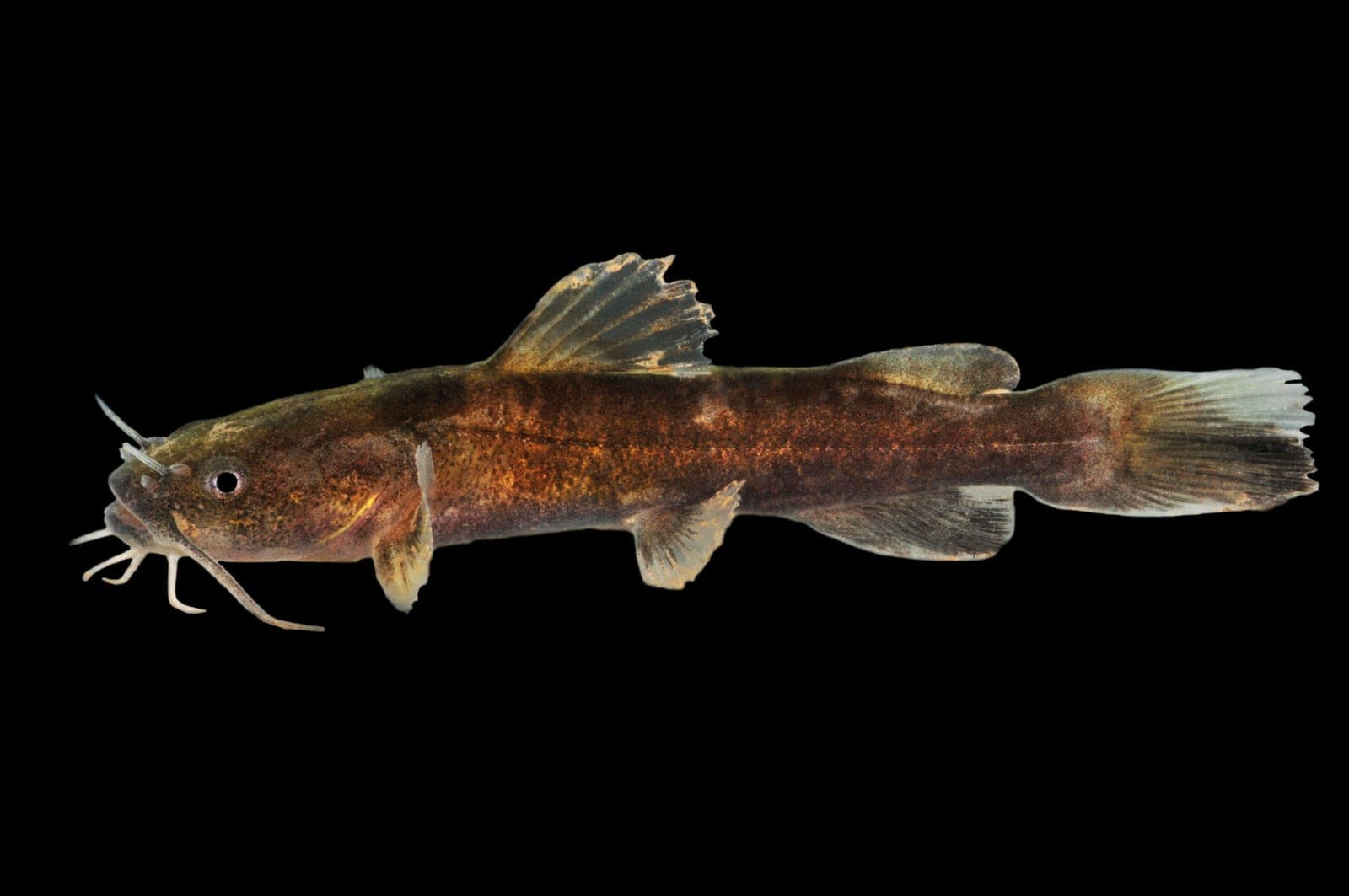 Flathead Catfish (Pylodictis olivaris)