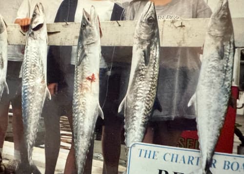 King Mackerel