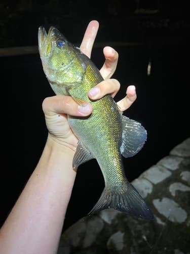 Largemouth Bass