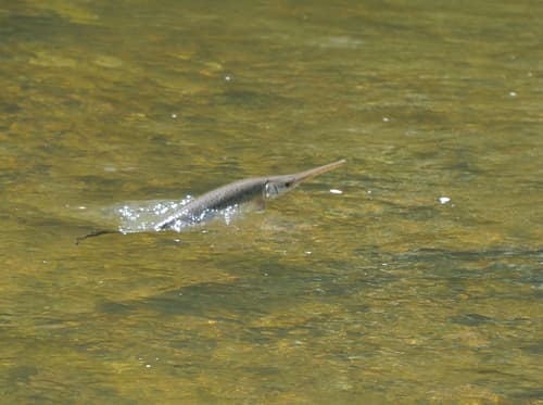 Longnose Gar (Lepisosteus osseus)