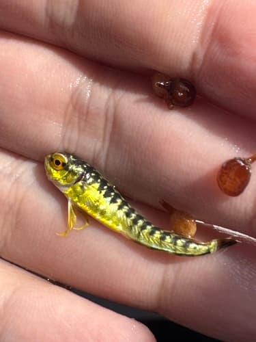 Mahi-Mahi