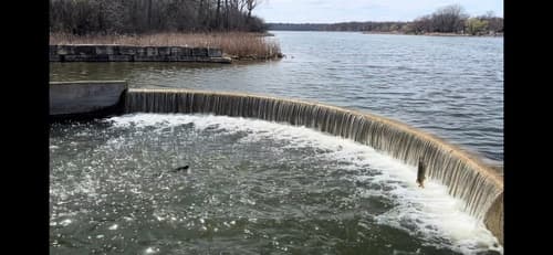 Muskellunge