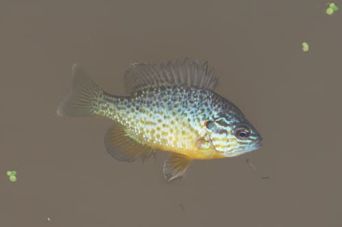 Pumpkinseed