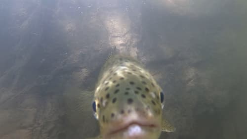 Rainbow Trout