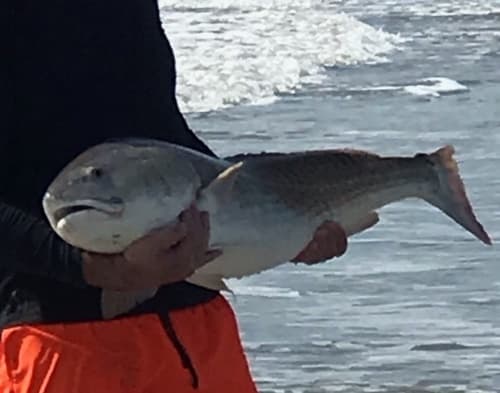 Red Drum (Sciaenops ocellatus)