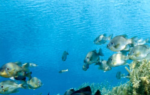 Redear Sunfish (Lepomis microlophus)