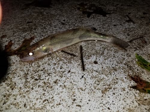 Sauger (Sander canadensis)