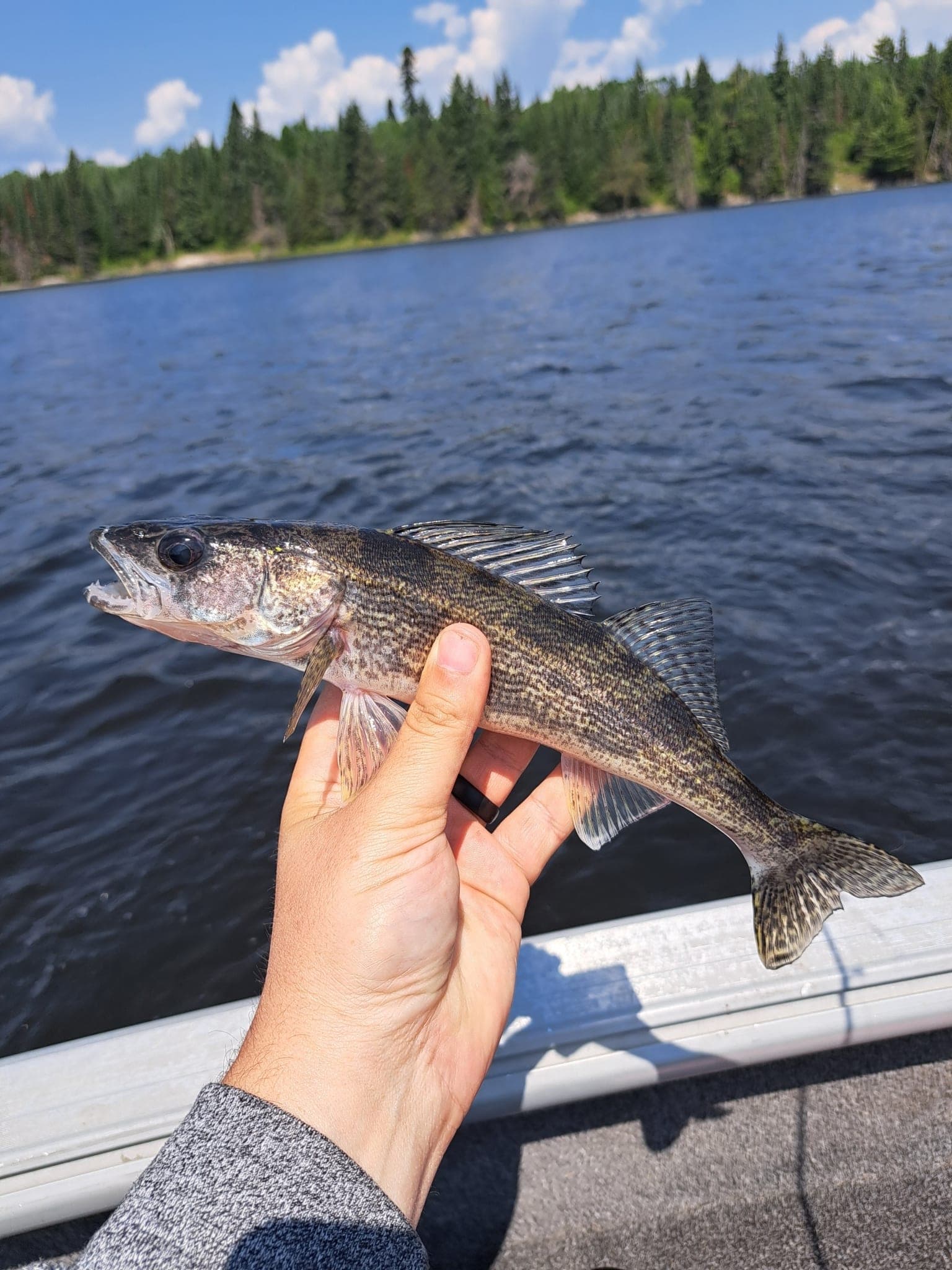 Sauger (Sander canadensis)
