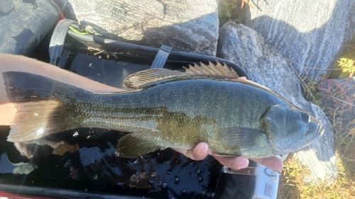 Smallmouth Bass