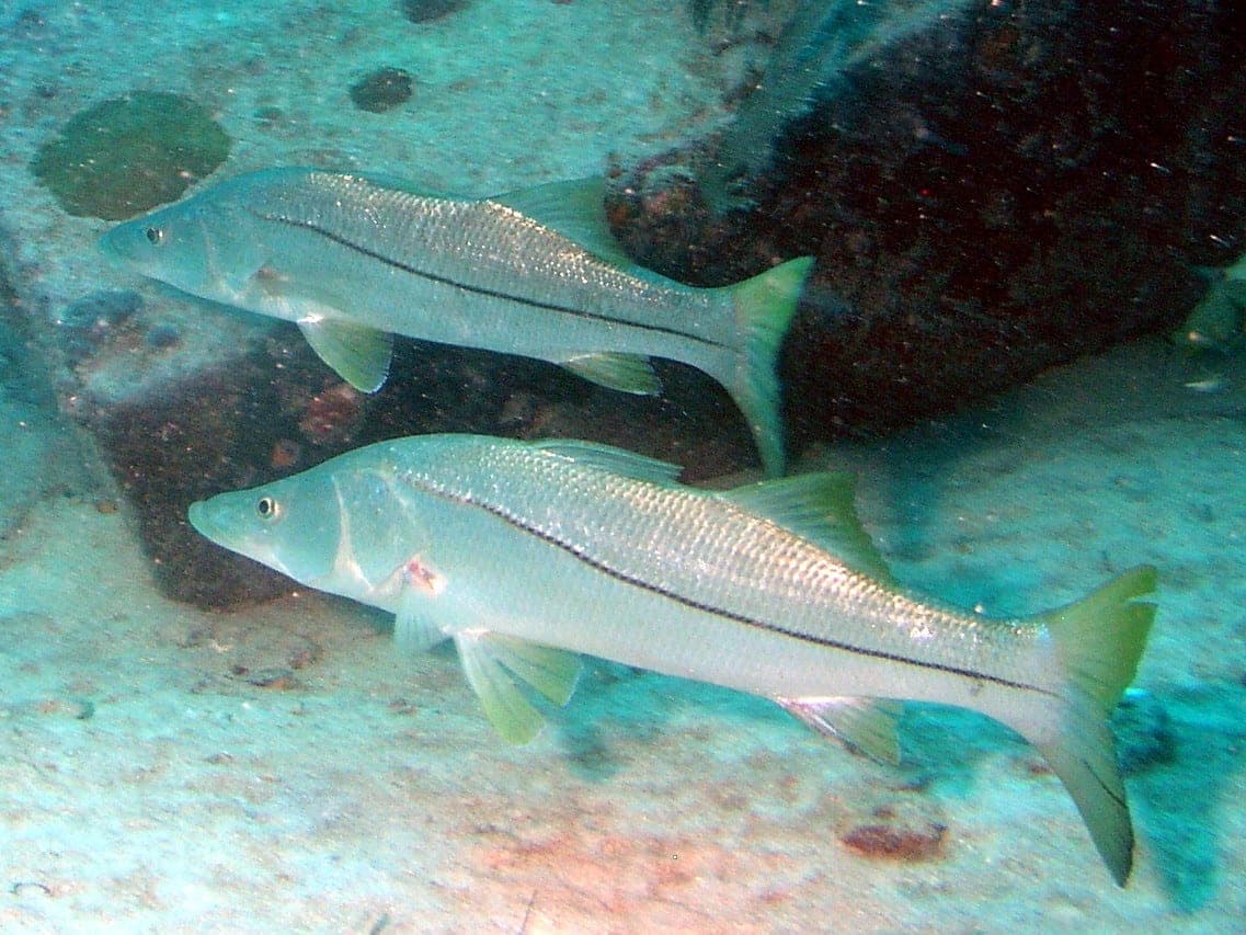 Snook (Centropomus undecimalis)